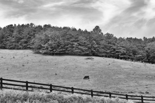 Black Cow on a Green Hillside
